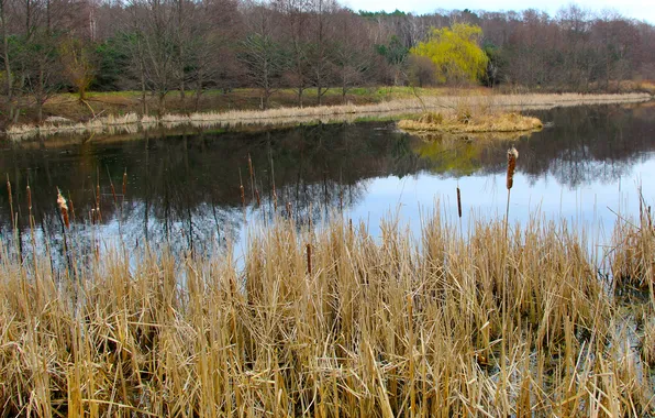 Water, park, lake, pond