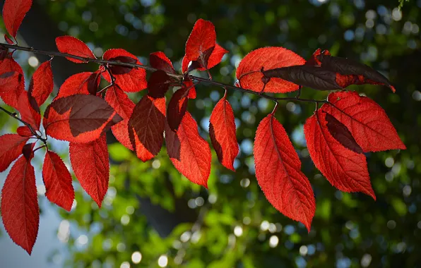 Картинка Осень, Листья, Красные, Red, Autumn, Leaves