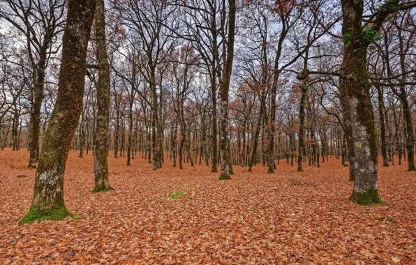 Картинка осень, лес, листья, деревья