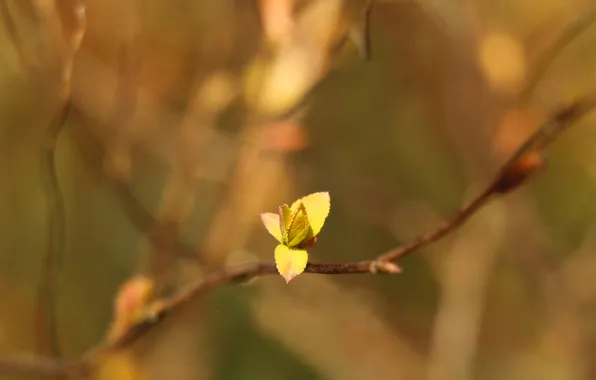 Spring, plant, twig