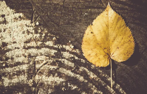 Wood, autumn, leaf