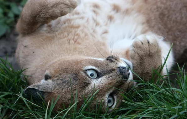 Картинка кошка, трава, морда, каракал, степная рысь