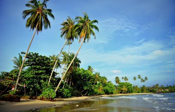 Картинка море, волны, пляж, природа, пальмы