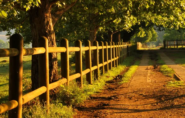Light, road, trees, fence, golden morning