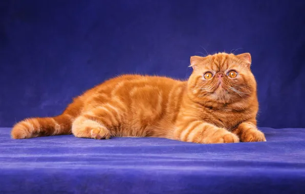 Кошка, кот, взгляд, морда, поза, котенок, лапки, рыжий