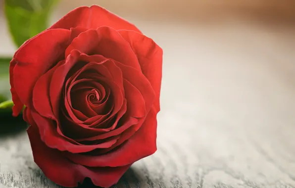 Red, rose, wood, romantic, красные розы