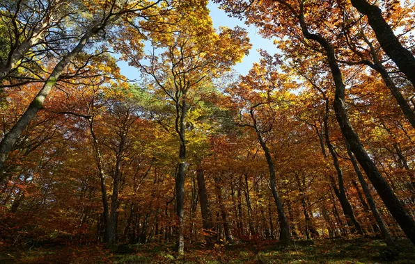 Осень, лес, стволы, листва, кроны