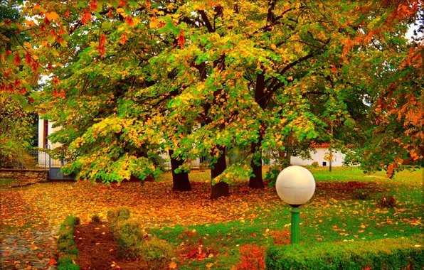 Осень, Деревья, Парк, Fall, Листва, Park, Autumn, Colors