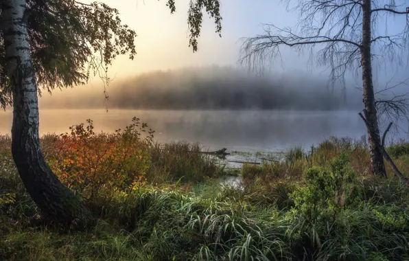 Картинка осень, трава, деревья, пейзаж, природа, туман, озеро, утро