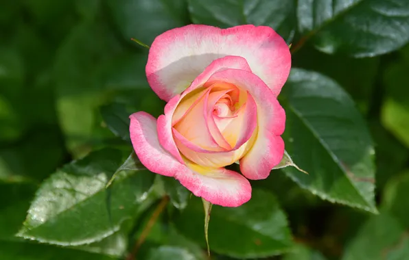 Макро, Розовая роза, Pink rose