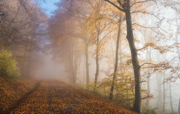 Дорога, осень, туман