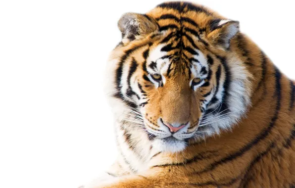 Картинка кошка, взгляд, морда, тигр, белый фон, амурский тигр