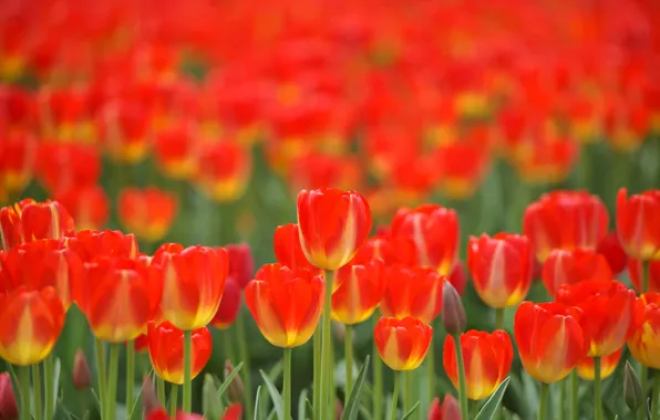 Картинка поле, цветы, весна, тюльпаны, красные