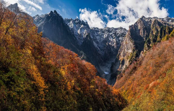 Осень, лес, небо, облака, свет, деревья, горы, ветки