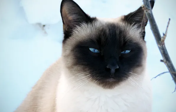 Зима, кот, взгляд, снег, сиамский