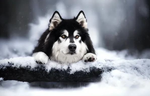 Картинка зима, взгляд, морда, снег, собака, бревно