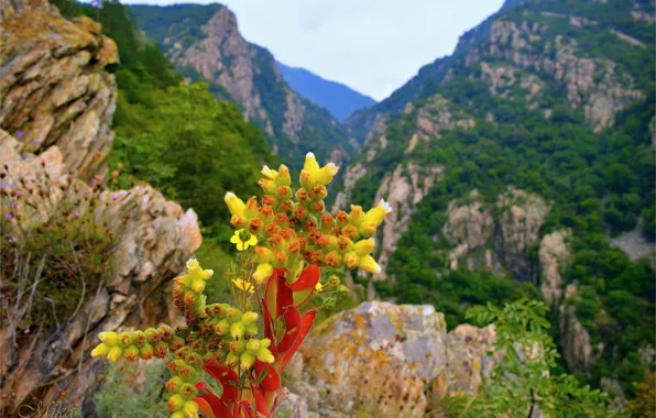 Картинка Горы, Цветочки, Flowers, Mountains