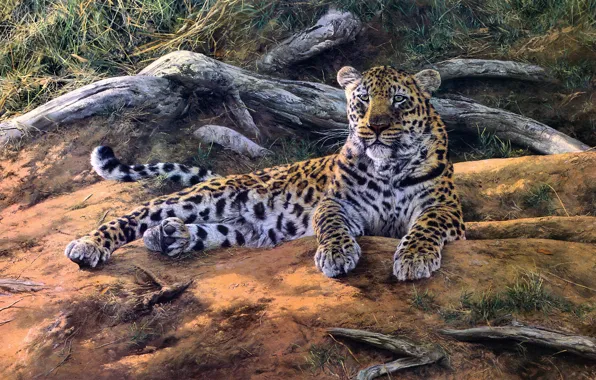 Взгляд, природа, рисунок, картина, арт, леопард, лежит, коряга