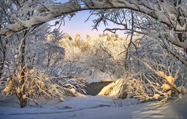 Картинка зима, лес, снег, деревья