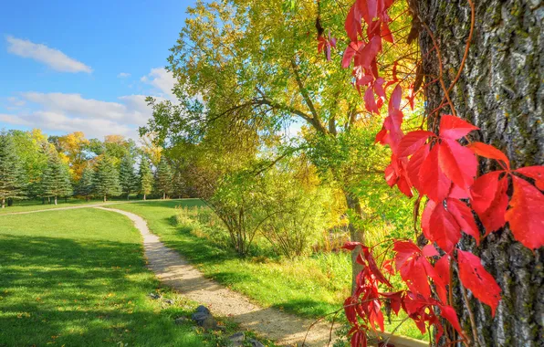Картинка осень, небо, листья, парк, дерево, тропинка