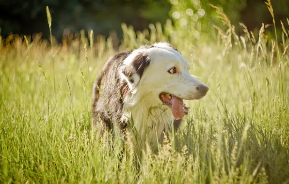 Картинка поле, лето, собака