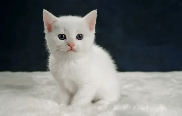 Картинка взгляд, котенок, портрет, малыш, белый котёнок