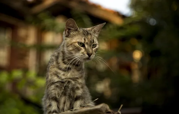 Картинка cats, cats wallpapers, Bulgaria, Nessebar, cute cats, Kide fotoart