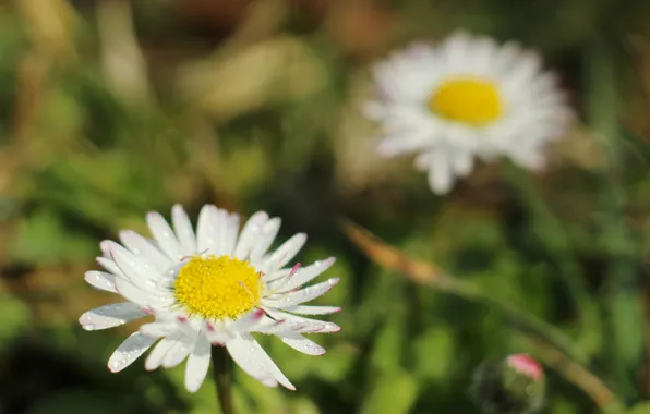 White, flower, daisy