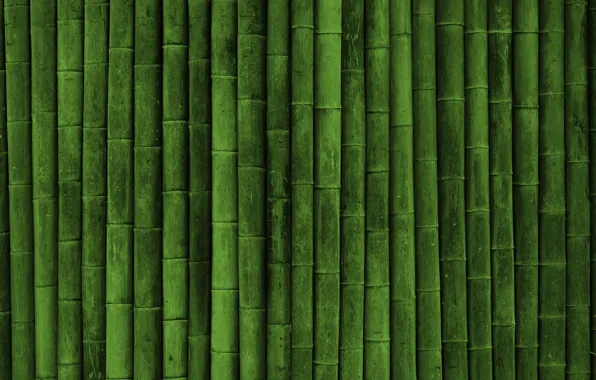 Картинка green, plant, Japanese bamboo