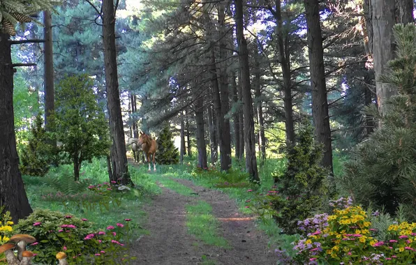 Дорога, цветы, грибы, кони, Лес, road, тайга, flowers
