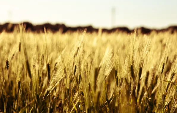 Картинка пшеница, поле, макро, фон, widescreen, обои, рожь, колоски