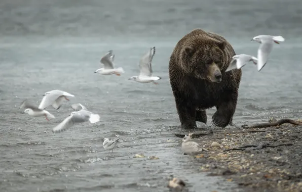 Картинка природа, чайки, медведь