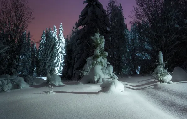 Картинка снег, природа, зима, деревья, ели, ёлочки, ночь, пейзаж