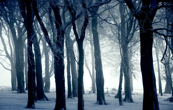 Зима, снег, деревья, природа, иний