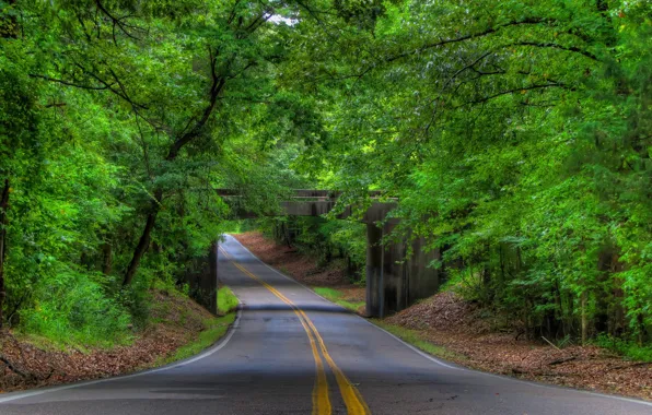 Дорога, лес, мост, green, forest, road, trees, bridge