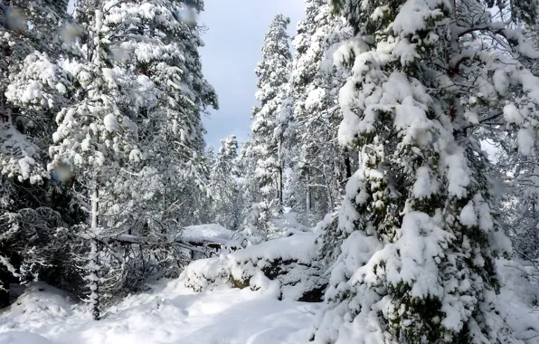 Финляндия, Finland, Uusimaa, Nuuksio national park, Tockskog