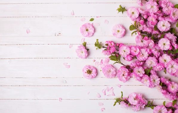 Цветы, ветка, лепестки, розовые, pink, flowers, Tachinska Marina