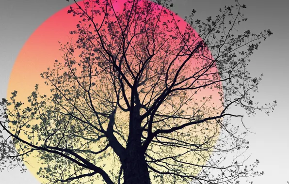 Деревья, природа, фон