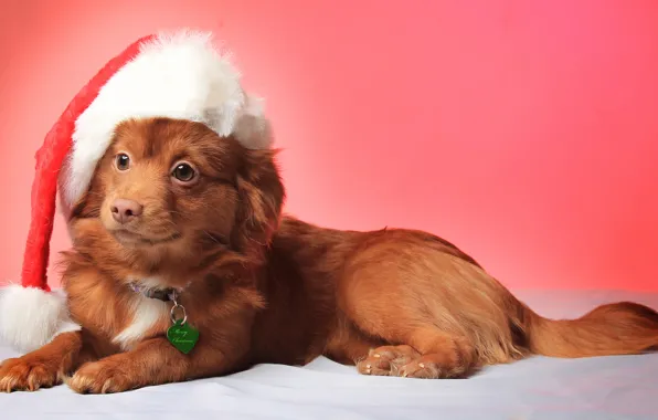 Взгляд, улыбка, шапка, рождество, собака, christmas, Dog, hat