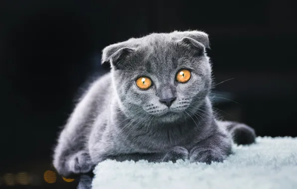 Кошка, взгляд, поза, темный фон, котенок, серый, портрет, вислоухий