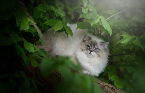 Зелень, кошка, кот, взгляд, листья, ветки, природа, дерево