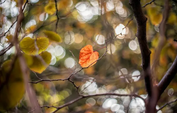 Осень, лист, дерево