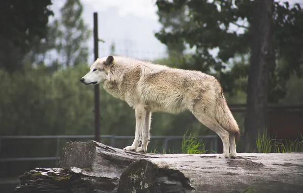 Картинка nature, predator, animal, wolf, wildlife, portrait, portrait., Canis lupus. face