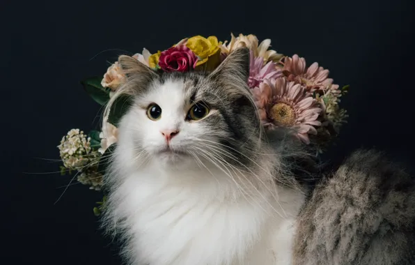 Кошка, взгляд, цветы, фон, портрет, пушистая, Норвежская лесная кошка