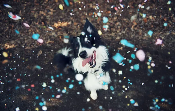 Взгляд, фон, собака