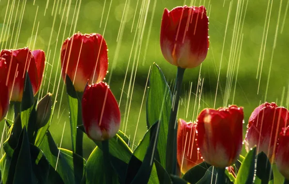 Зелень, лето, солнце, дождь, тюльпаны, красные тюльпаны