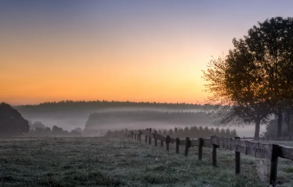 Картинка поле, деревья, пейзаж, туман, утро