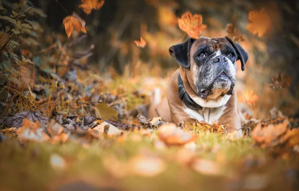 Картинка осень, морда, природа, животное, собака, листопад, пёс, боксёр