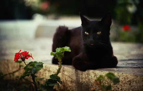 Кошка, цветок, кот, взгляд, поза, черный, лежит, мордашка