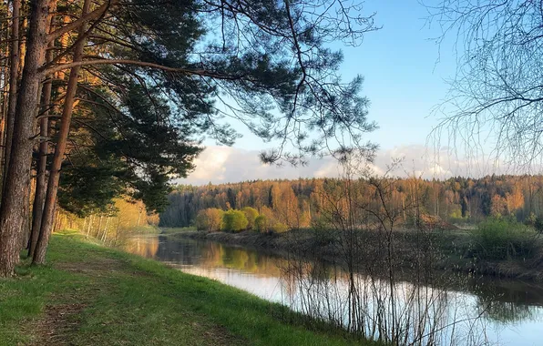 Лес, река, Которосль, Красные Ткачи